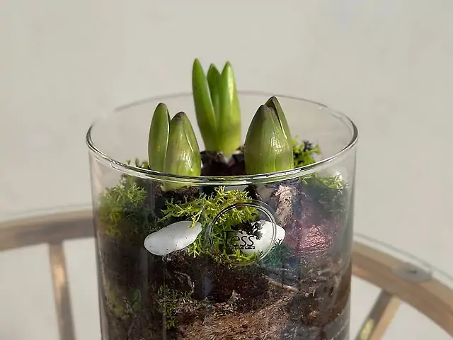 Вазонная композиция гиацинт в вазе