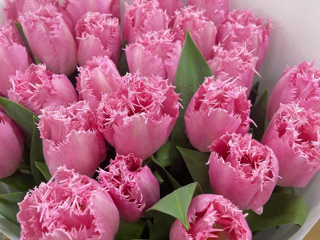 Тюльпаны розовые с ресничками