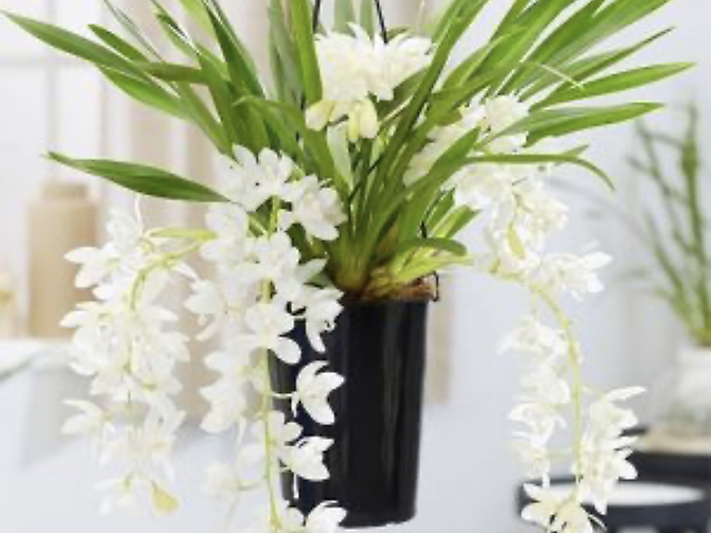 Орхідея цимбідіум. Вазон. Білого кольору