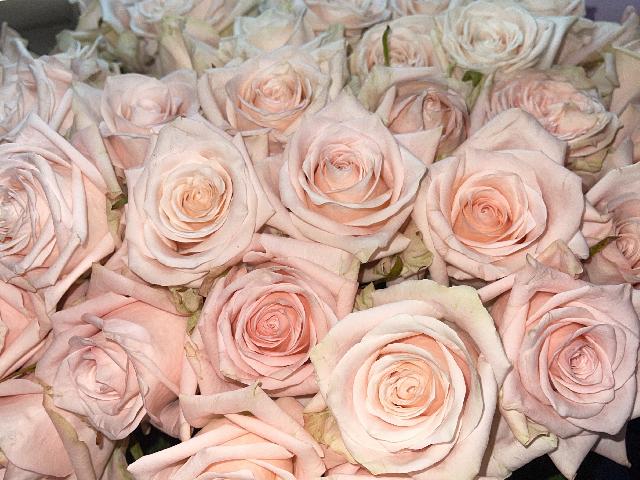 Розовая Роза, ароматная.