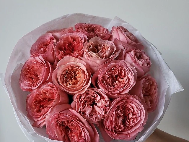 15 троянд Пінк Експрешн