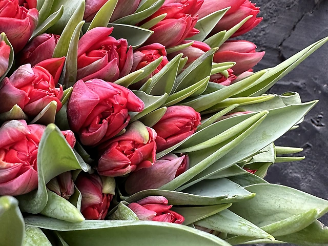 Букет тюльпанів Ред