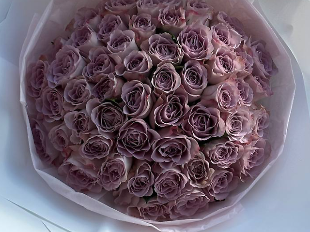 51 лавандова троянда