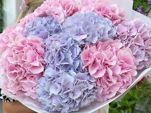 11 пишних гортензій