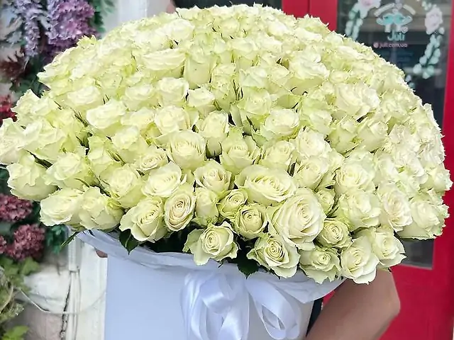 201 біла троянда в боксі