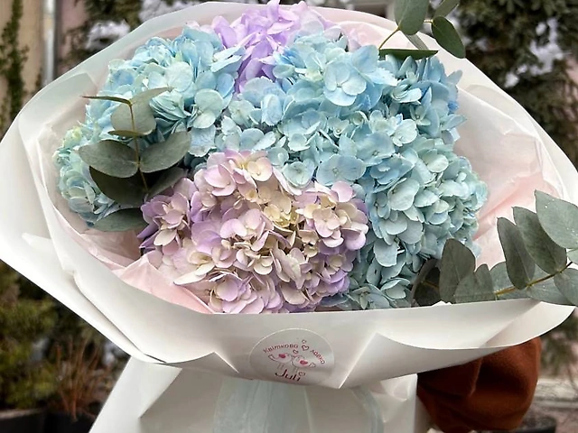 Яскраві гортензії