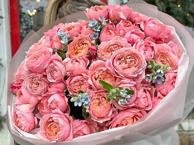 Піоновидна троянда з блакитними оксіпеталумом