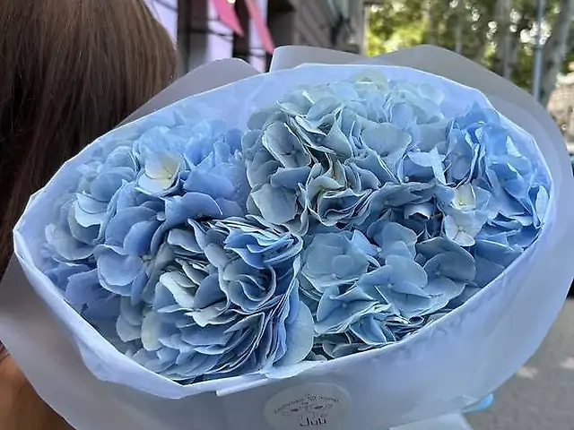 Блакитні гортензії