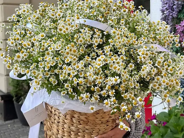 Неймовірний кошик польової ромашки 🌼