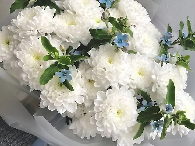 Хризантеми з оксіпеталумом