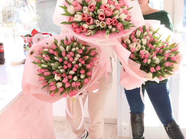 101 бело-розовый тюльпан