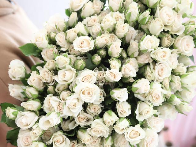 Кустовая Роза Royal Percelina