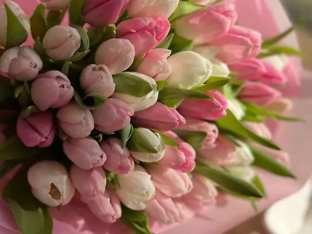 51 тюльпан мікс