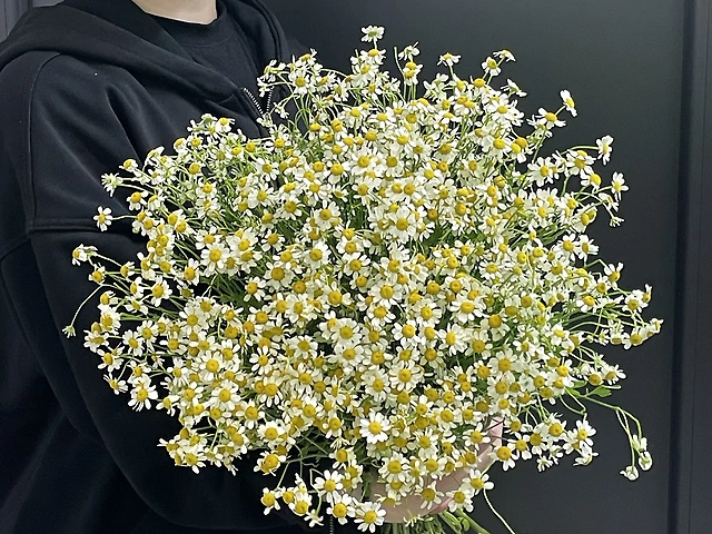 21 ромашка 70 см 1670