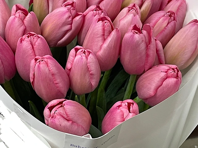 25 рожевих тюльпанів