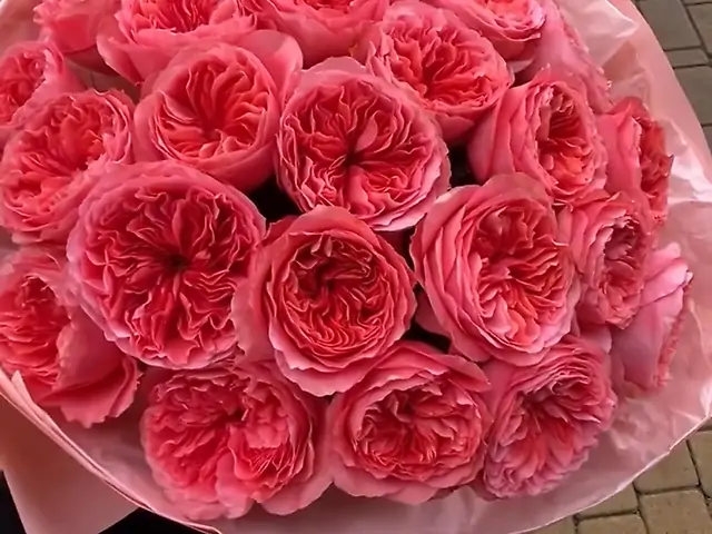 35 піоновидної троянди