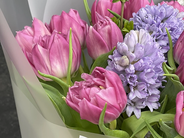 Тюльпан піоновидний