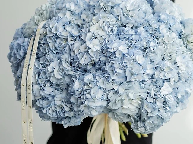 27. Hydrangea Embrance blue