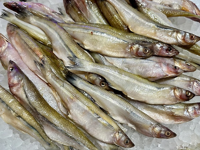 Корюшка аргентинська