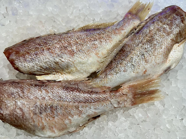 Окунь морський