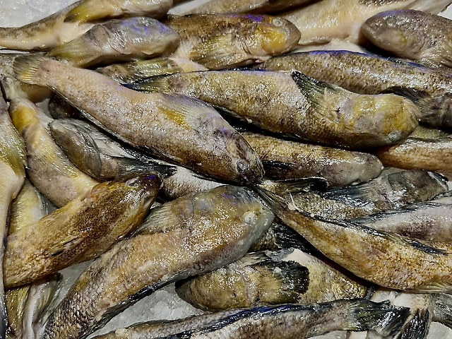 Бичок Бобир