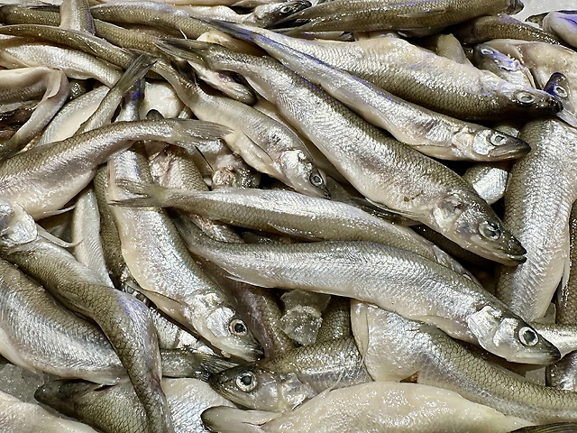 Корюшка фінська