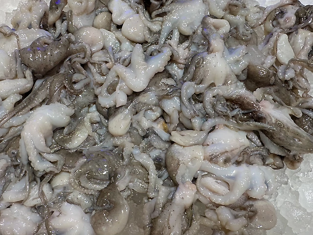 Бебі-восьминіг з В`єтнаму