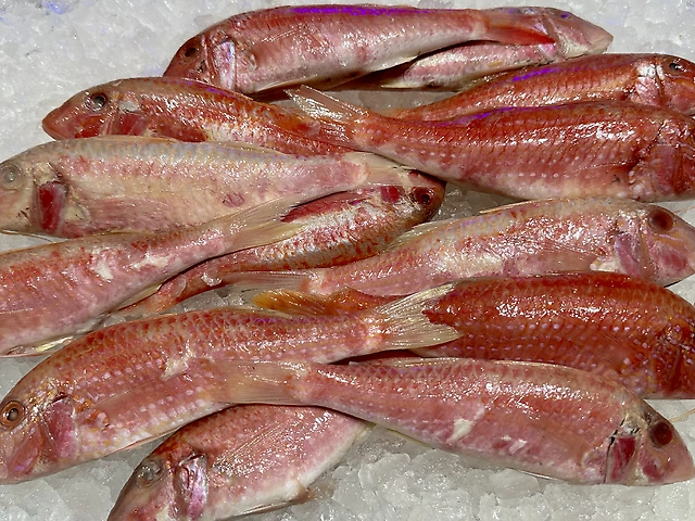 Барабуля атлантична