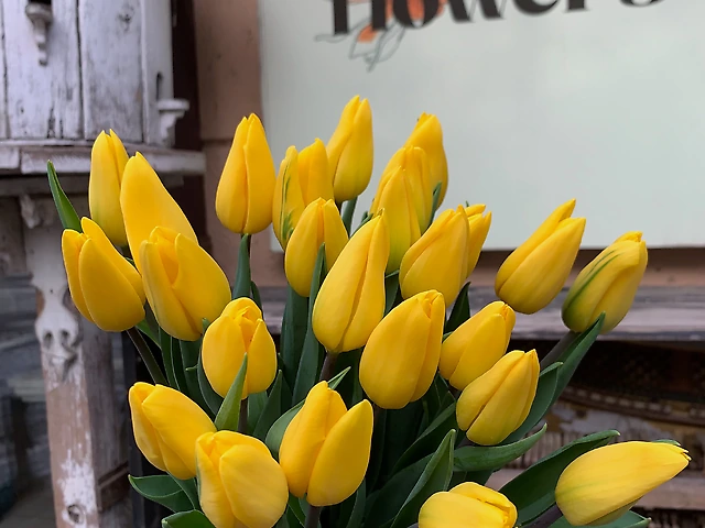 Тюльпан &numero;10