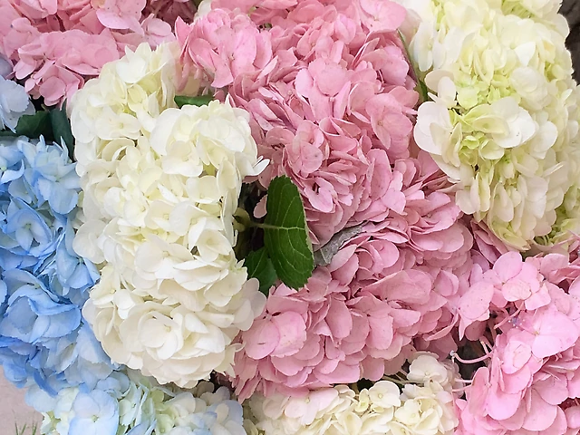 Hydrangea Colombia