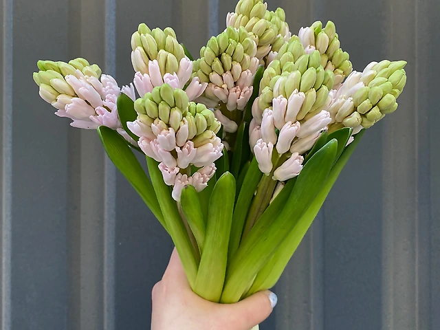 Гіацинт ніжно-рожевий