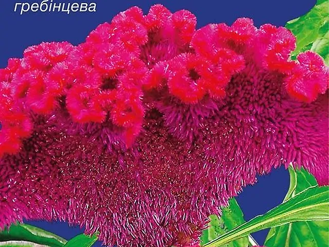 Насіння Целозія Гребінцева