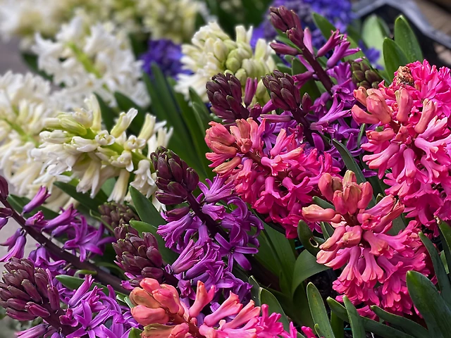 Гіацинт мікс