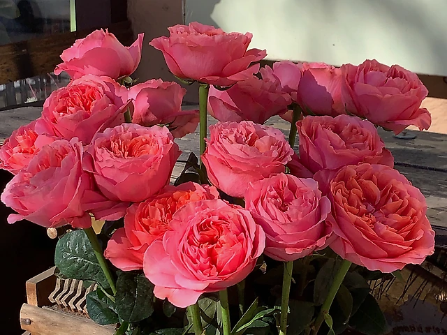 Троянда Candy Expression