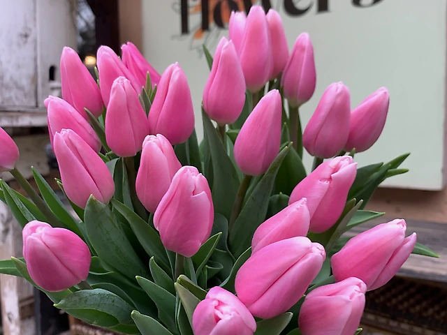 Тюльпан &numero;17