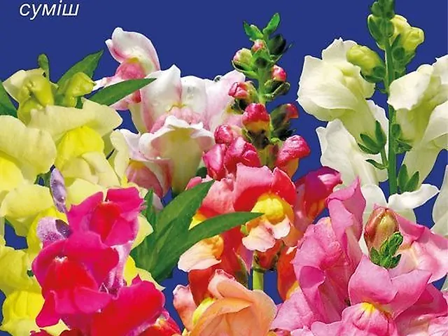 Насіння Ротики суміш