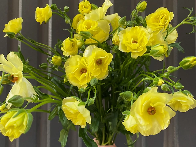 Ранункулюс Butterfly