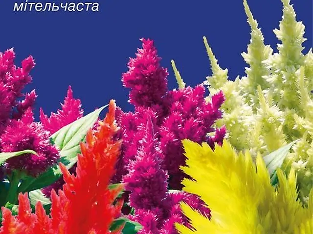 Насіння Целозія Мітельчаста