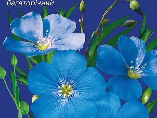 Насіння Льон Блакитне Озеро