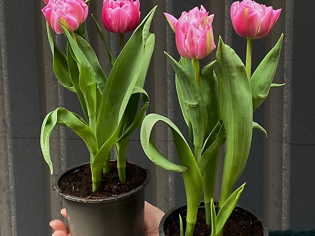 Тюльпан у горщику