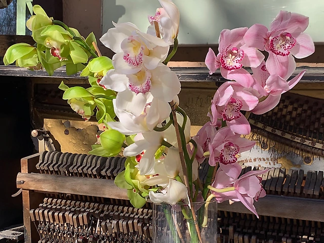 Орхідея Цимбідіум