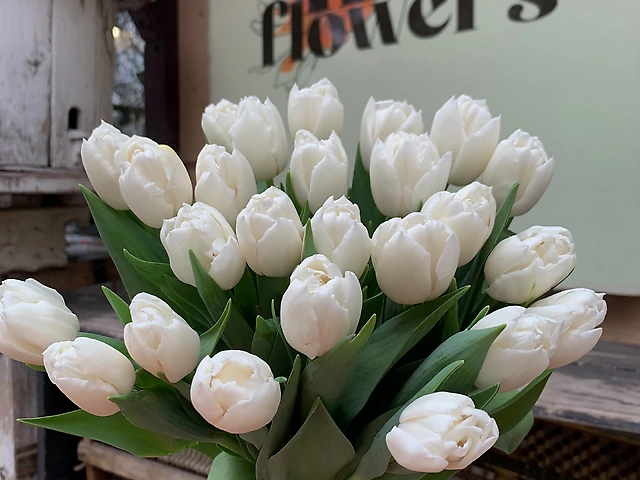 Тюльпан &numero;6