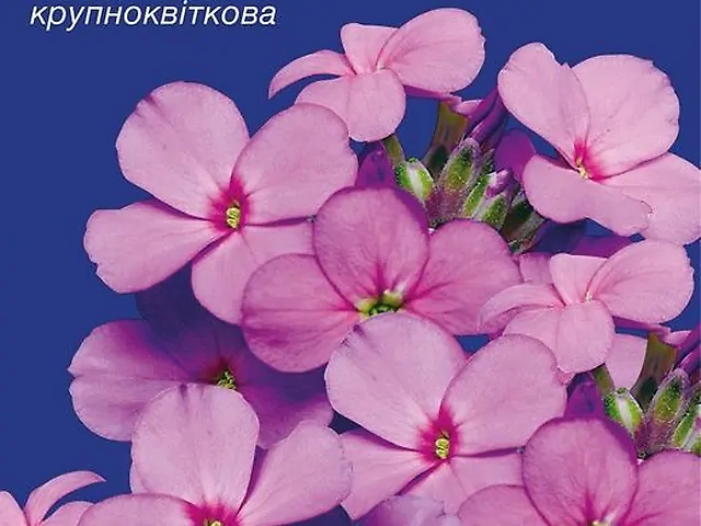 Насіння Матіола