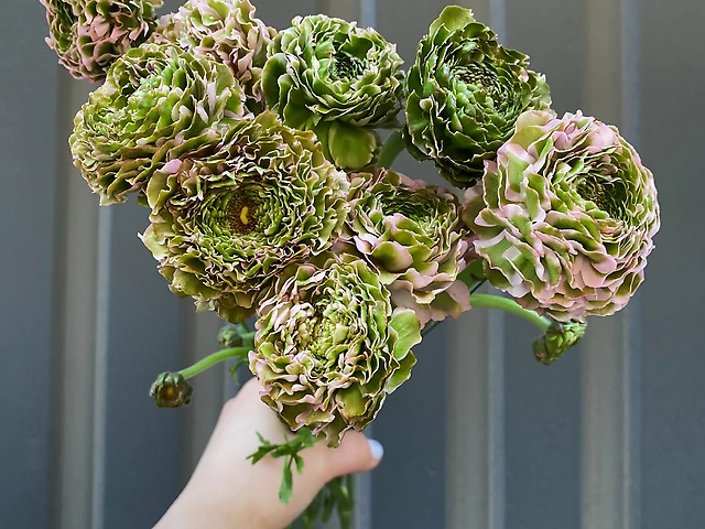 Ранункулюс пон пон