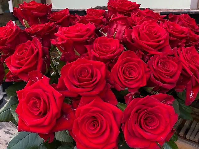 Троянда Еквадор червона