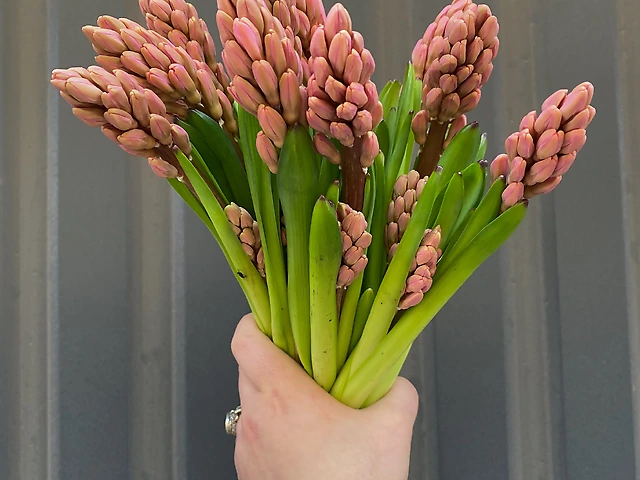 Гіацинт персиковий