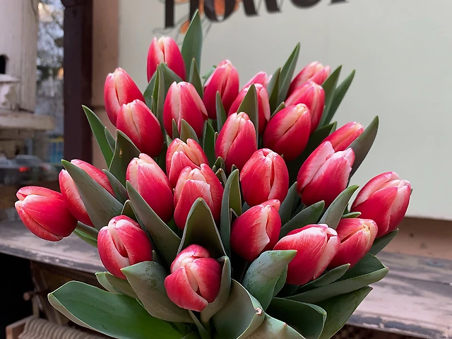 Тюльпан &numero;5