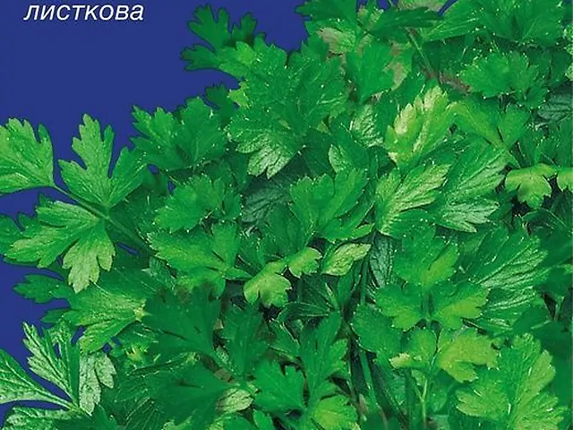 Насіння Петрушка листкова