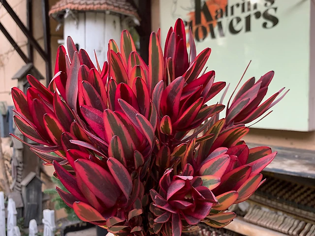 Леукодендрон