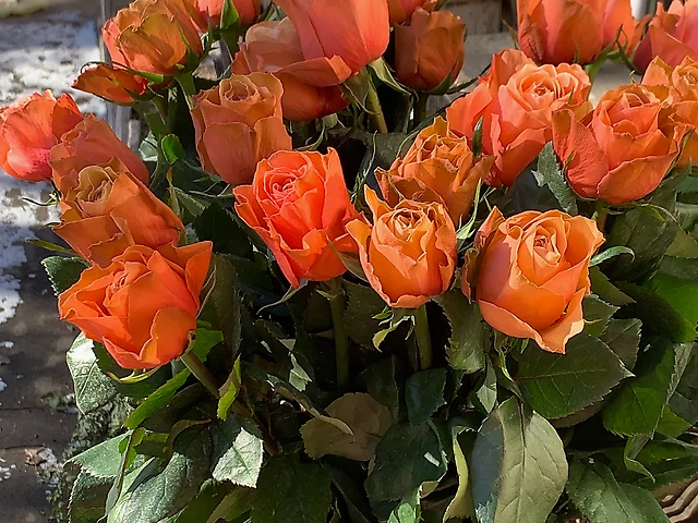 Троянда Kahala